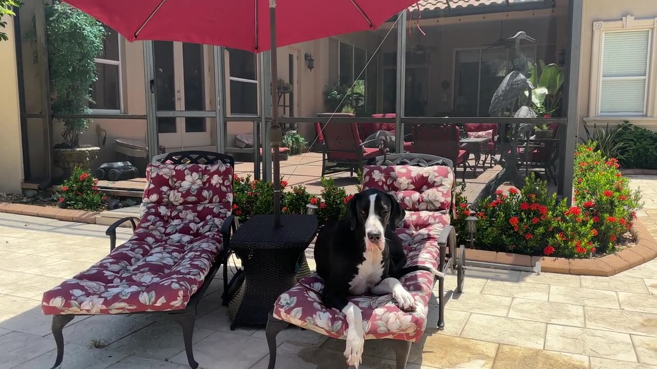 Laid Back Florida Great Dane Loves To Chill On The Patio Lounger