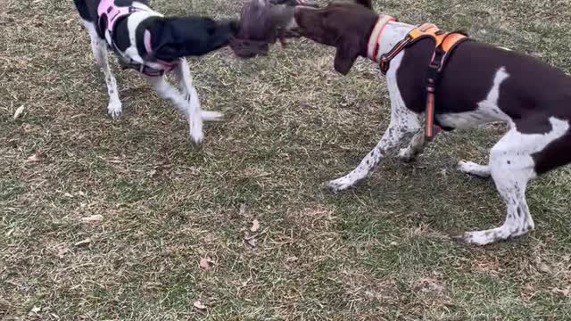 German short haired pups