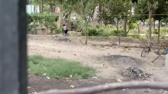 Attck of Adult Rottweiler on Small Rottweiler