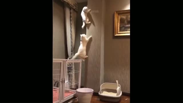 Awesome cat fighting video