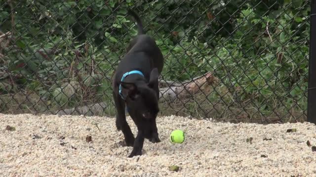 Black Puppy Playing with a Tennis Ball