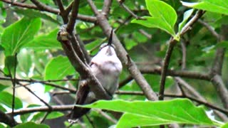 Hummingbird