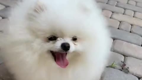 Cat video.so cute 🥰🥰