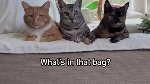 Funny cat videos