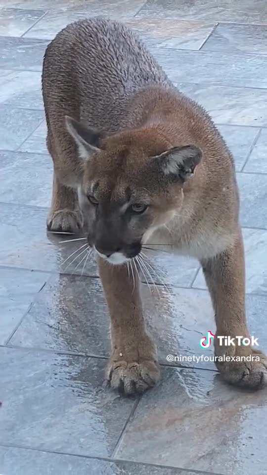 Cat face off with a cougar