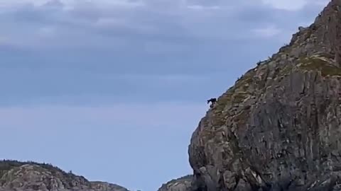 Moose's Massive Dive Off Cliff