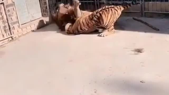 Wildlife struggle existence 9 - brave tiger