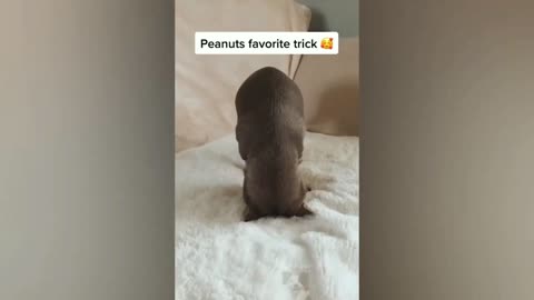 he Most Funny and Cute animals 🐕🔥😻💕 _ Funny Animal Videos