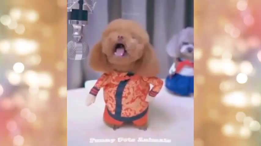 Funny🤣 Puppy & Dog