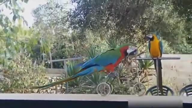 😂😂Parrots Are Soooo Funny! Funny Bird Compilation Videos🤣