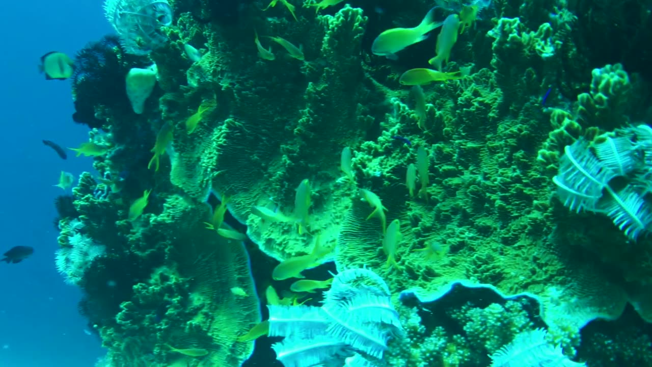 NO SOUND - Coral reef and fishes in Panglao Island Bohol Philippines