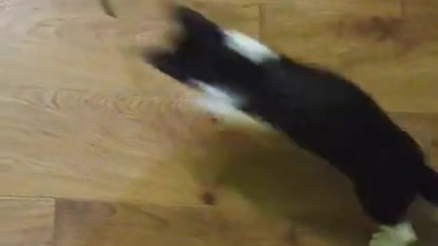 Funny ANIMALS video Приколы с котами