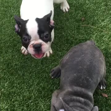 Two very Happy French bulldog puppies run and play!