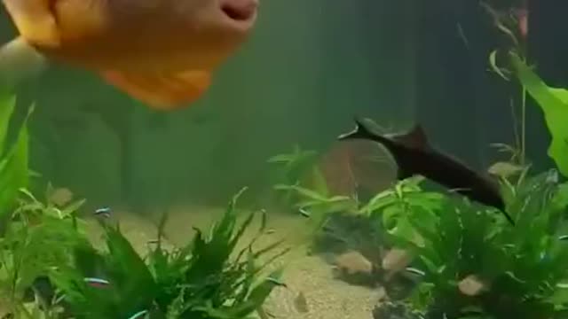 Strange fish Weird way of eating