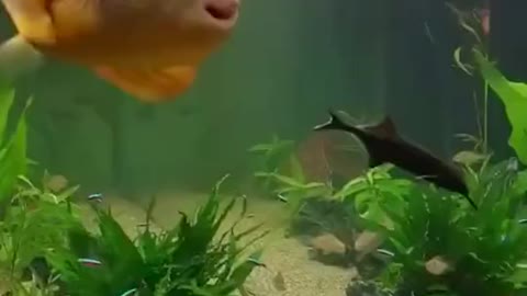 Strange fish Weird way of eating