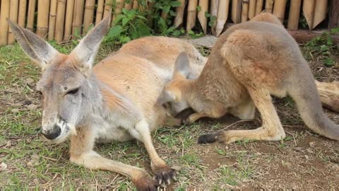 kangaroos