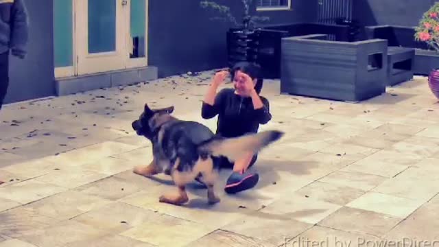 Gurad dog training video.|| Agressive dog training