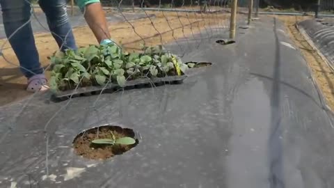 Amazing Luffa Farming and Harvesting - How Luffa Sponges Are Made - Loofa Cultivation Process