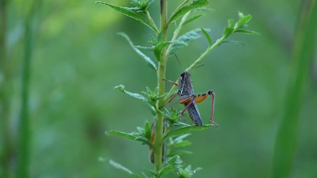 Grasshopper Waking Up