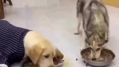 Funny dog video 😂