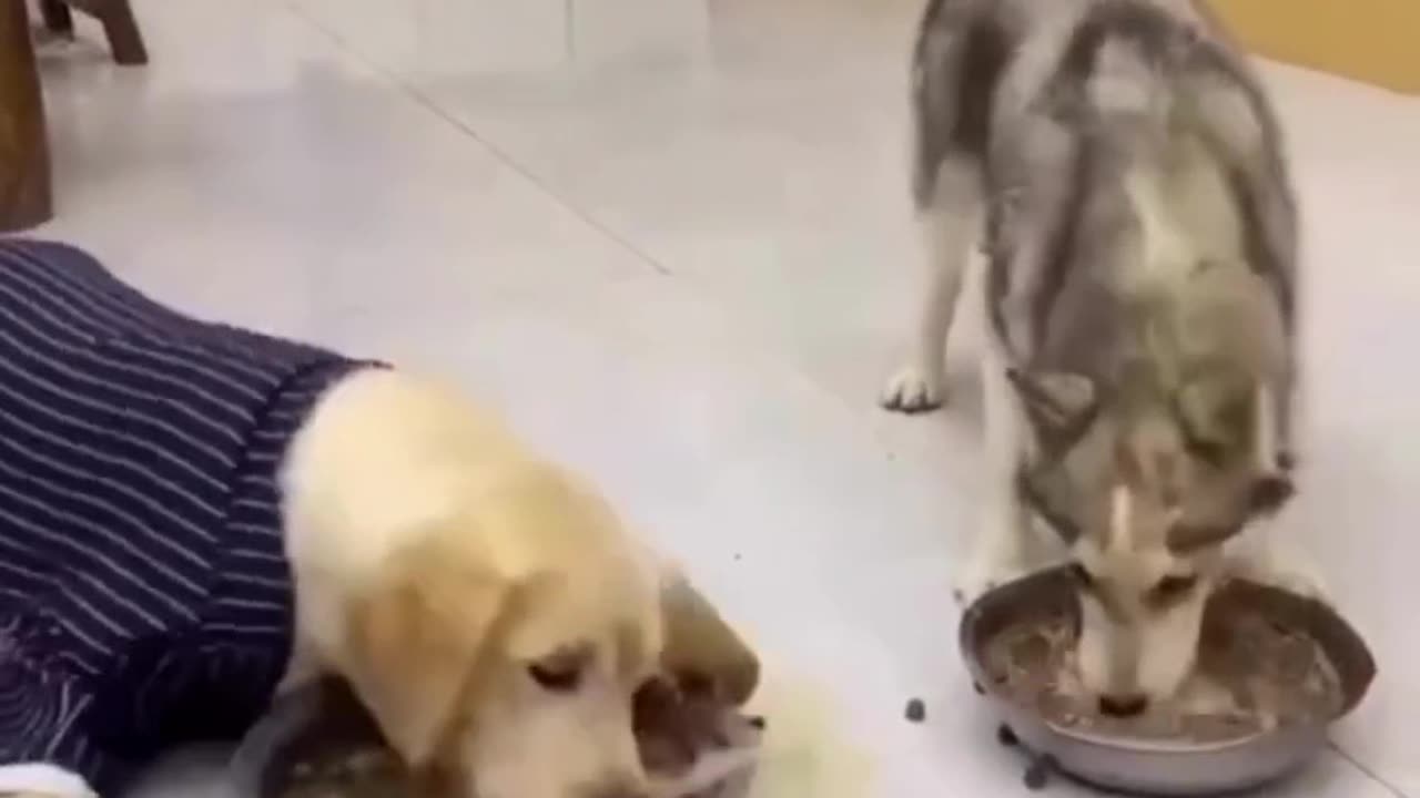 Funny dog video 😂