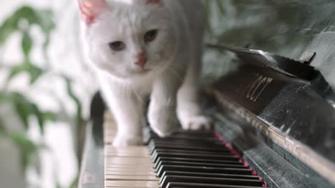 Cat is playing