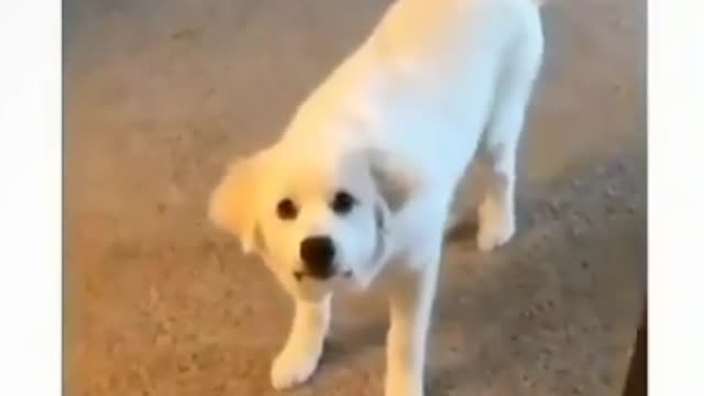 Funny dog videos 😹😁