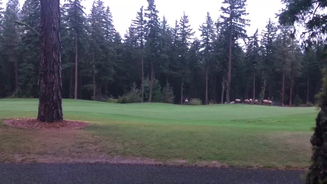 Angry Elk on the Green