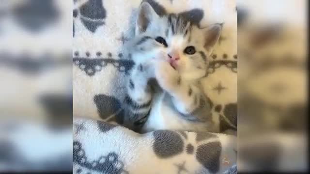 Baby Cats - Cute and Funny Cat Videos Compilation