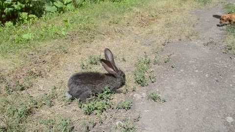 A puppy plays with a rabbit Funny video