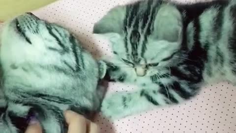 Teaching kitten to massage mother cat