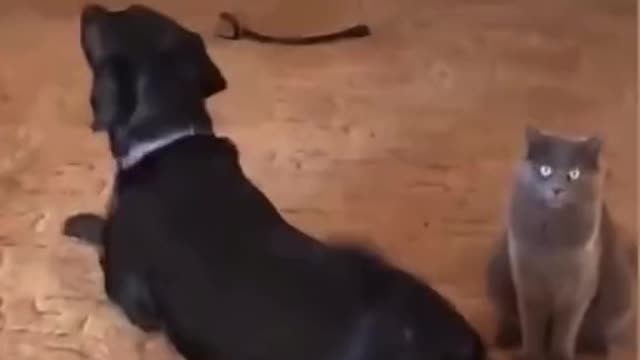 FUNNY DOG COMPILATION PART 7