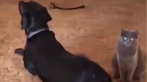 FUNNY DOG COMPILATION PART 7