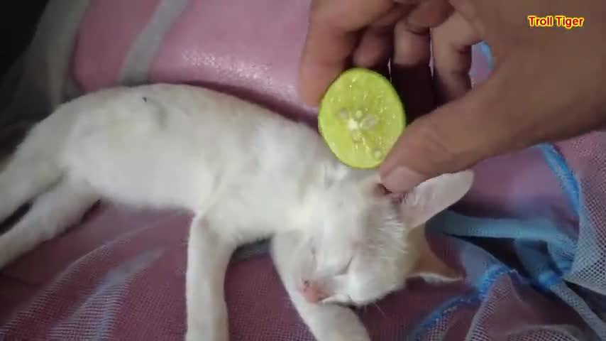 prank cats cute with sour results how is the cat