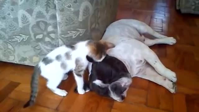 Adorable kitten tests French Bulldog's patience