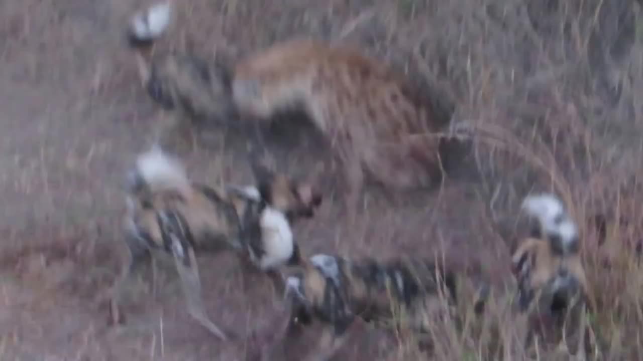 A pack of wild dogs battle hynas on Impala kill