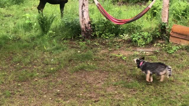 Moose Chases Playful Dog around Trees