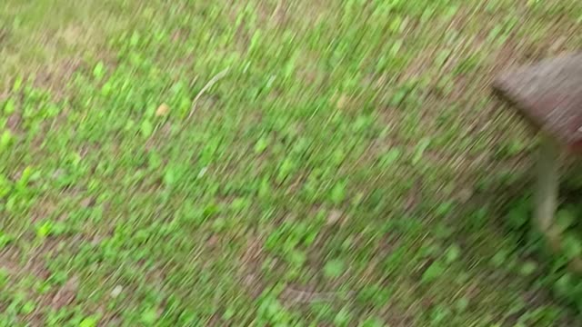 Backyard sightseeing