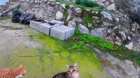 🐱😻 Cute Cats Playing 🐱😻