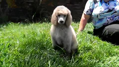 Sasha (Webster) Meets Martin after a Grooming