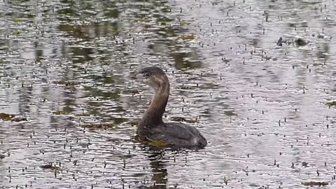 Nice view of a duck swimming