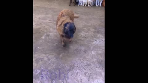 Cute Animals the best vedio.., cat, dog. Funny moment