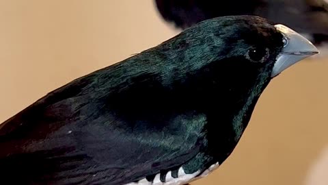 The black-and-white mannikin (Spermestes bicolor)