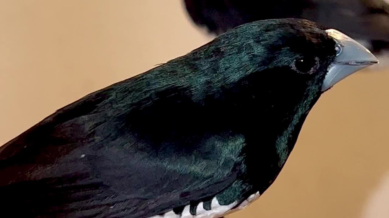 The black-and-white mannikin (Spermestes bicolor)