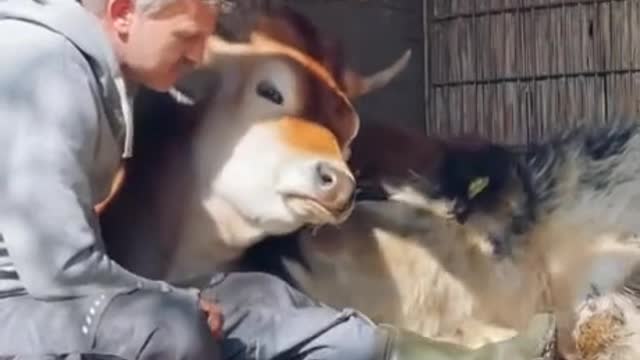 Caretaker hanging out with the cows at an animal sanctuary