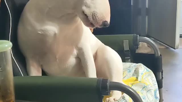 English Bull Terriers have selective hearing