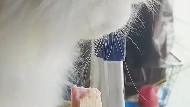 cat eat biscuits looking so cute