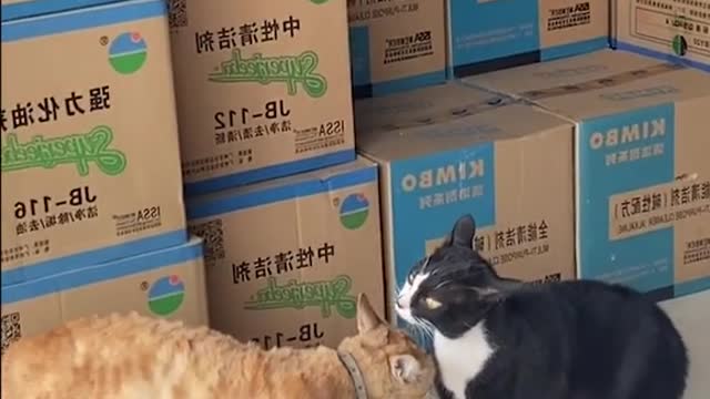 Crazy Cats 🤣🤣 | Awesome Funny Pet Animals Videos