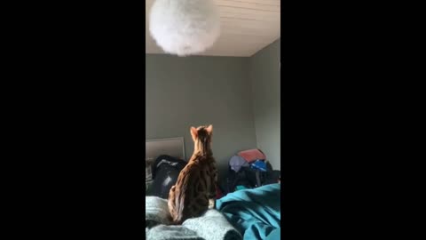 Funny animal videos 2023 - Funny cats_dogs - Funny animals Part08