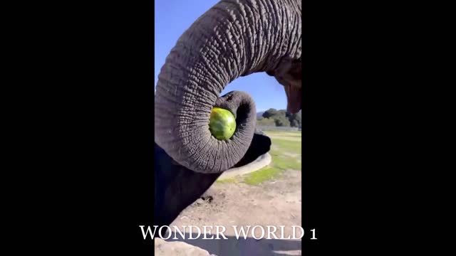 Zoo Keeper Tell us Eating Qualities of an Elephant